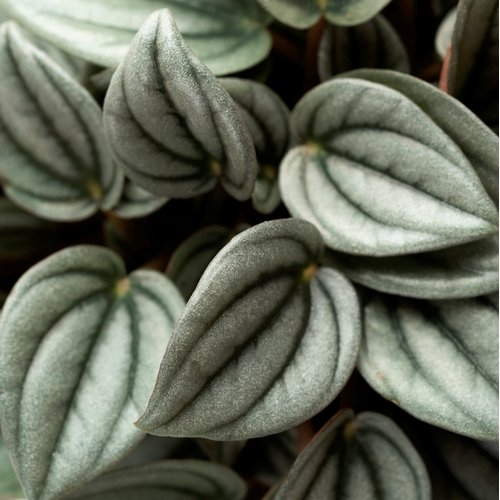 Peperomia albovittata Napoli Night 1