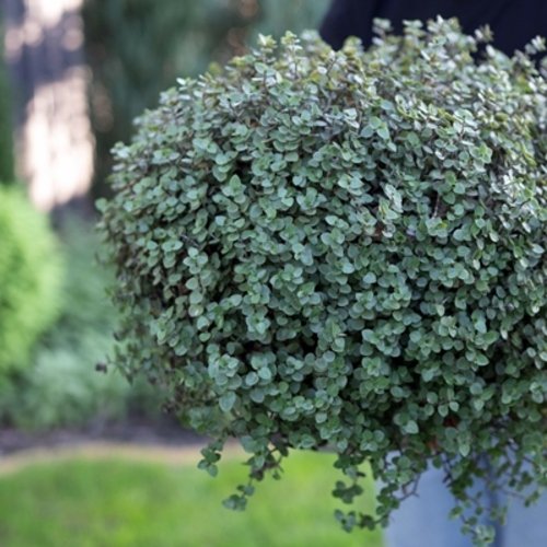 Pilea glaucophylla