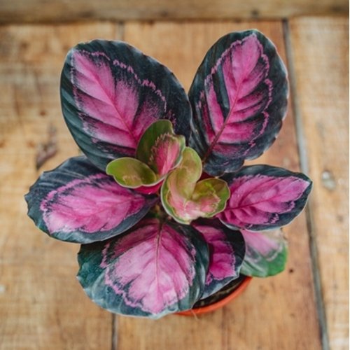 Calathea picturata Crimson