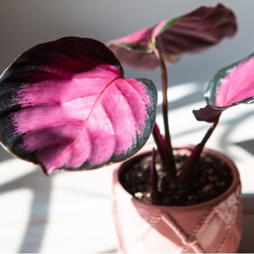 Calathea picturata Crimson