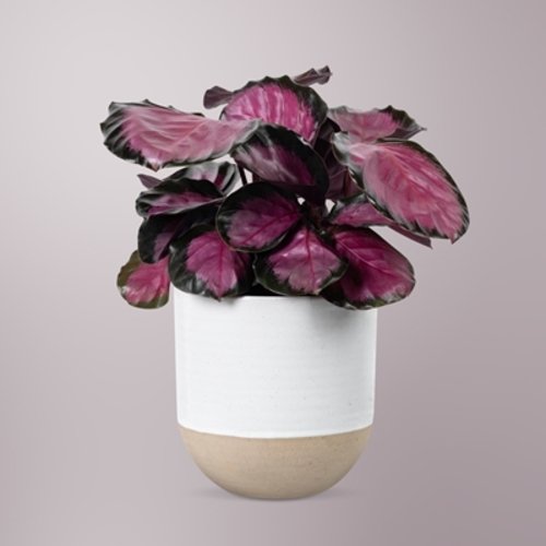 Calathea picturata Crimson