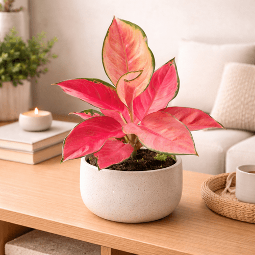 Aglaonema Orange Explosion