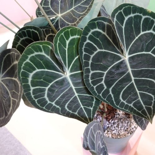 Anthurium clarinervium 3