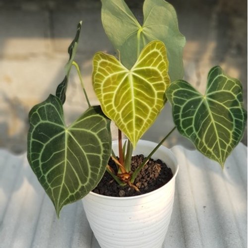 Anthurium clarinervium