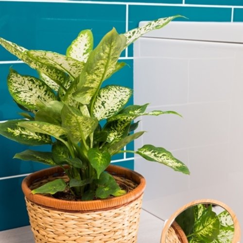 Dieffenbachia Compacta