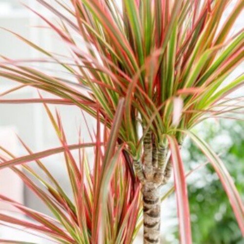 Dracaena marginata Colorama