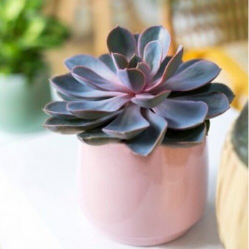 Echeveria Perle von Nurnberg