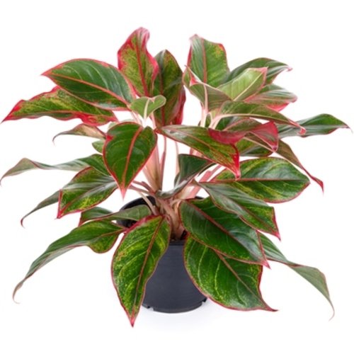 Aglaonema Siam Aurora