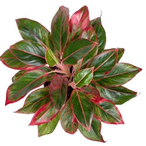 Aglaonema Siam Aurora