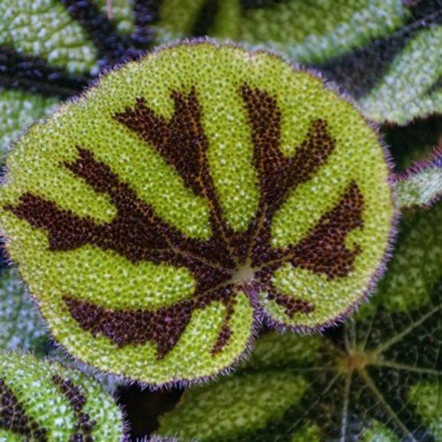 Begonia massoniana