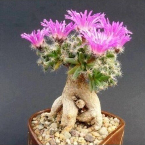 Trichodiadema densum