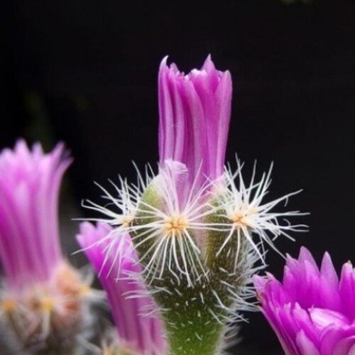 Trichodiadema densum 1