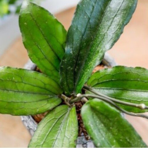 Hoya erythrina Splash