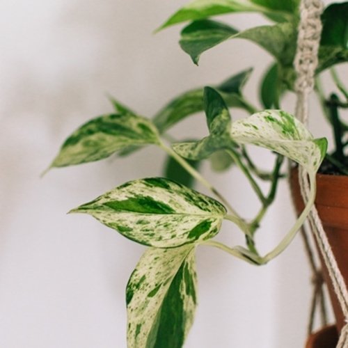 Epipremnum Marble Queen