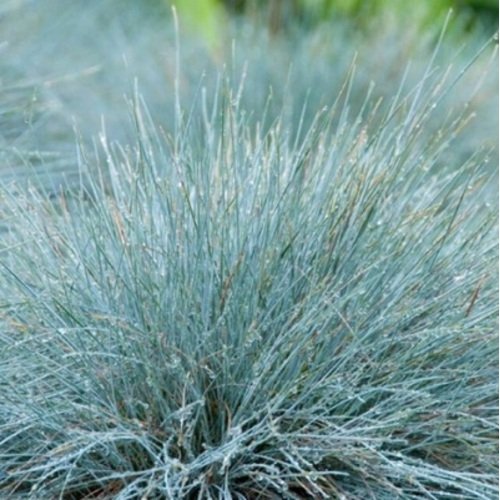 Eraičinas meslvasis Eisvogel