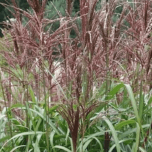 Miskantas kininis Polonus