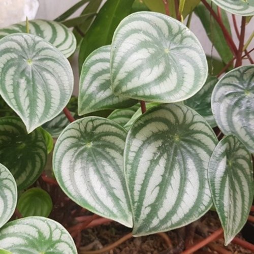 Peperomia argyreia Watermelon