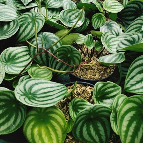 Peperomia argyreia Watermelon