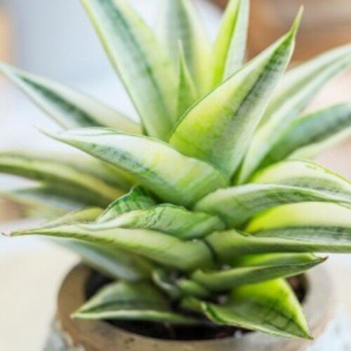 Sansevieria Gabriella Variegata