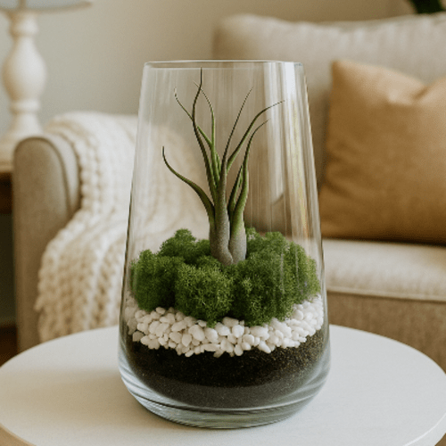 Tilandsija stikliniame inde