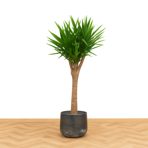 Yucca elephantipes, 120 cm