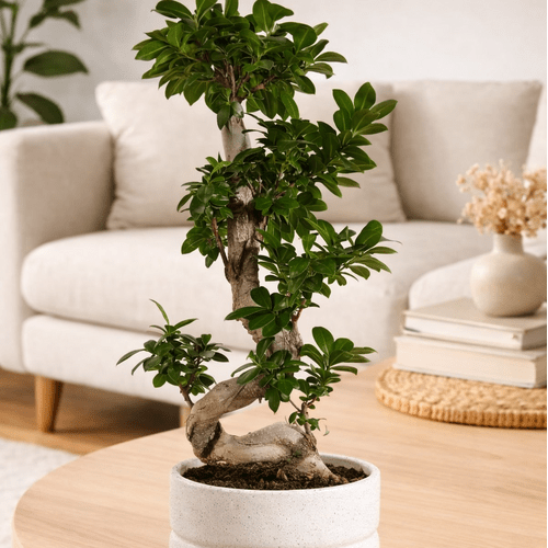 Ficus Ginseng