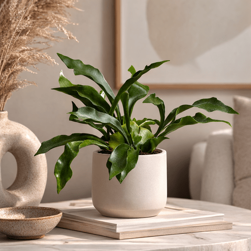 Platycerium (Staghorn fern)