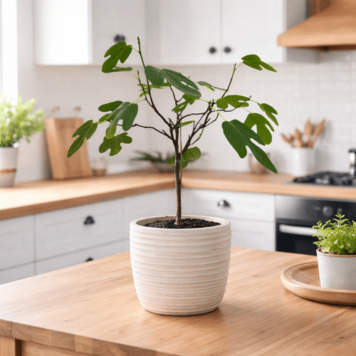 Ficus Carica (fig tree), nuo 70 cm