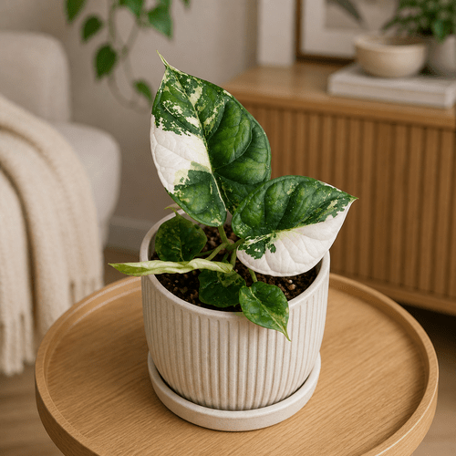 Alocasia Dragon Scale Mint Variegata