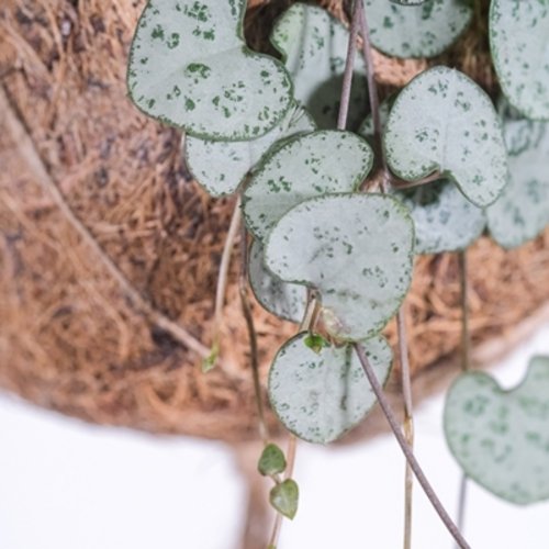 Ceropegia woodii Silver Glory