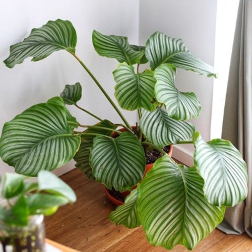 Calathea orbifolia