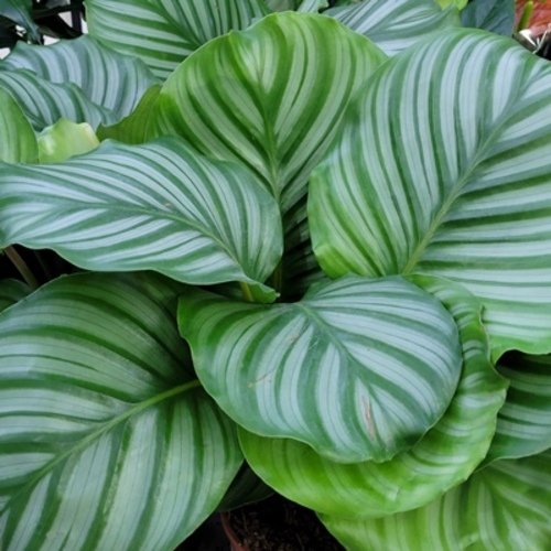 Calathea orbifolia