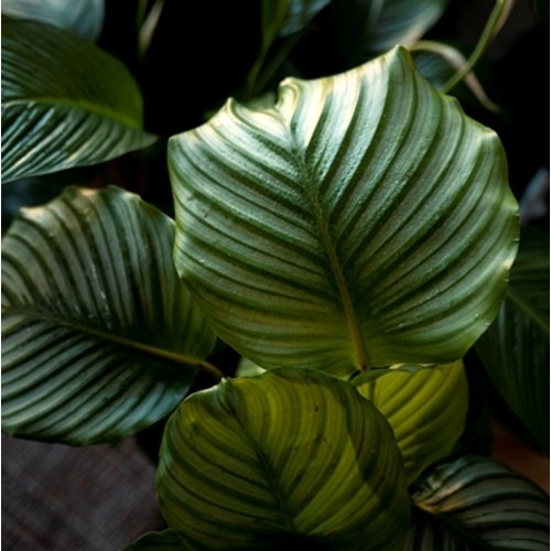 Calathea orbifolia 3