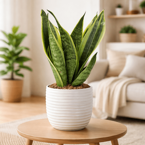 Sansevieria Canary