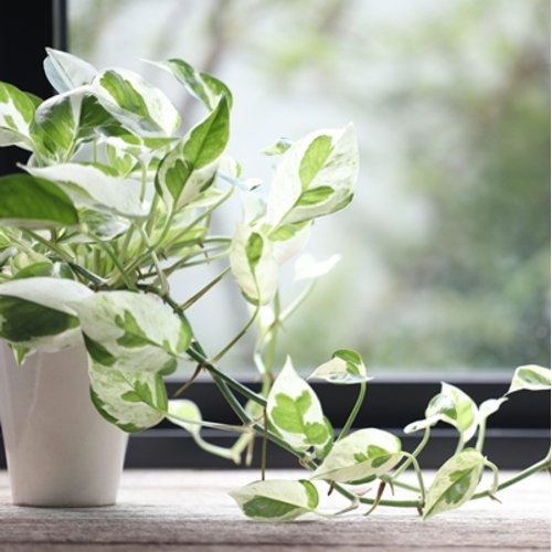 Epipremnum Pearls and Jade