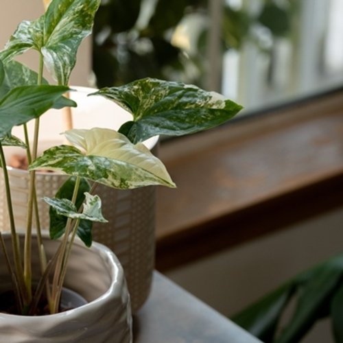 Syngonium podophyllum Albo Variegata