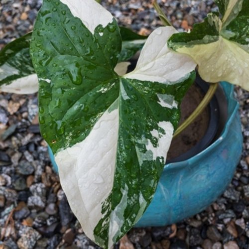 Syngonium podophyllum Albo Variegata