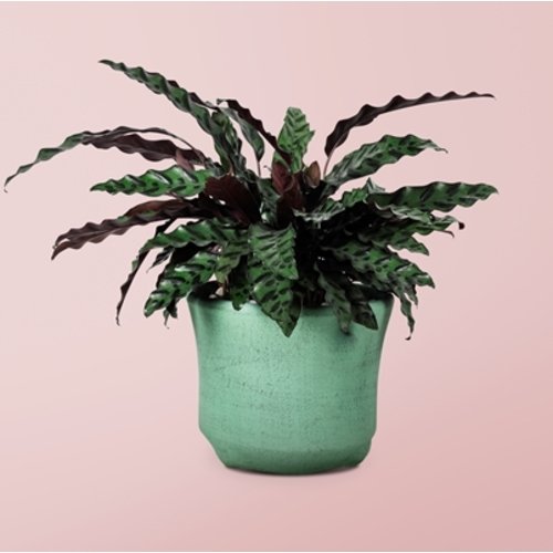 Calathea lancifolia 