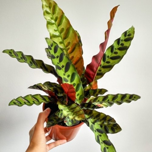 Calathea lancifolia 