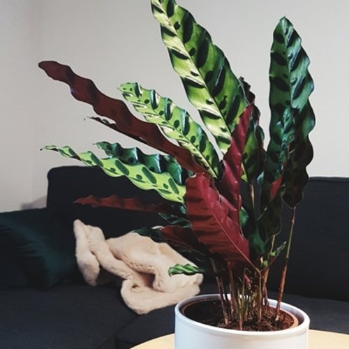 Calathea lancifolia 