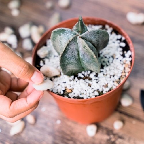 Astrophytum myriostigma