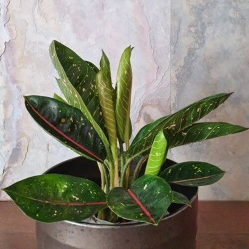 Aglaonema Pink Moon