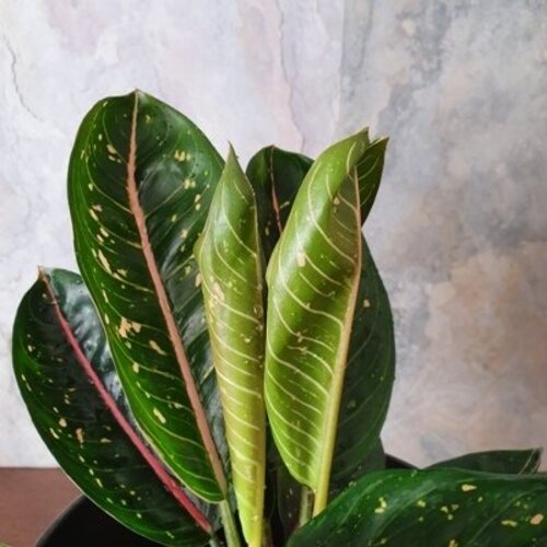 Aglaonema Pink Moon