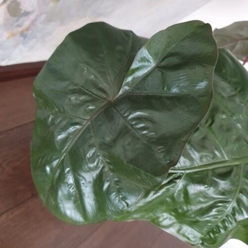 Alocasia sarawakensis Yucatan Princess