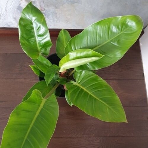 Philodendron erubescens "Imperial Green"