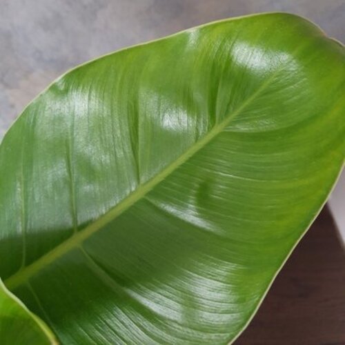 Philodendron erubescens "Imperial Green"