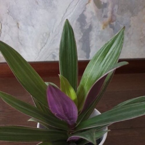 Tradescantia spathacea Sitara