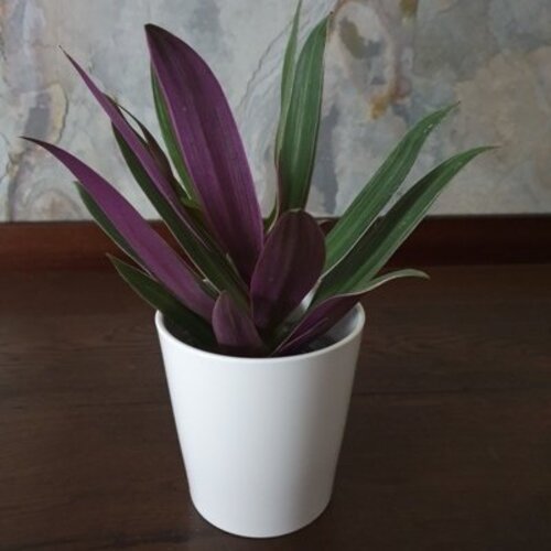 Tradescantia spathacea Sitara