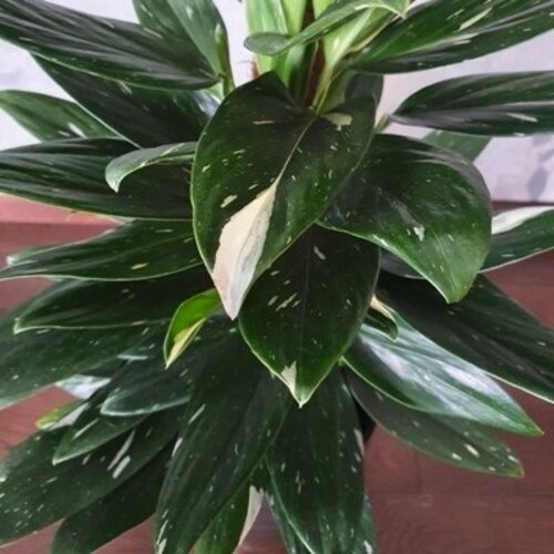 Monstera standleyana Variegata | geliustebuklai.lt