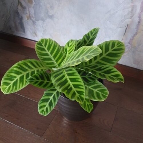 Calathea zebrina